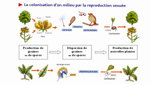 Généralités sur la Reproduction - LAS1